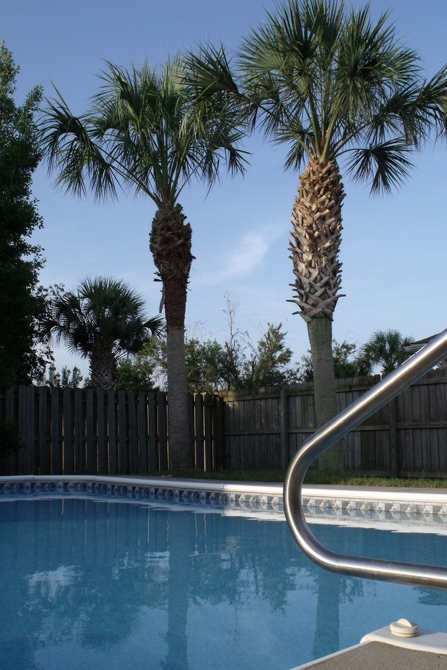swimming pool and palms create backyard bliss...